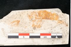 Foto (Detailansicht) von Chrysophyllum atticum Unger (NHMW-GEO-2024-0188-8163)